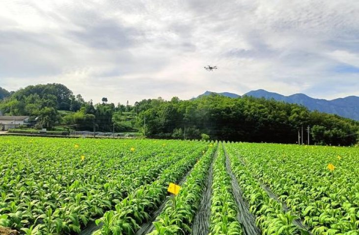 深度解析！红金龙软明道香烟的进货之道
