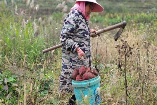 长白山(硬桂花)批发，长白山(硬桂花)价格查询