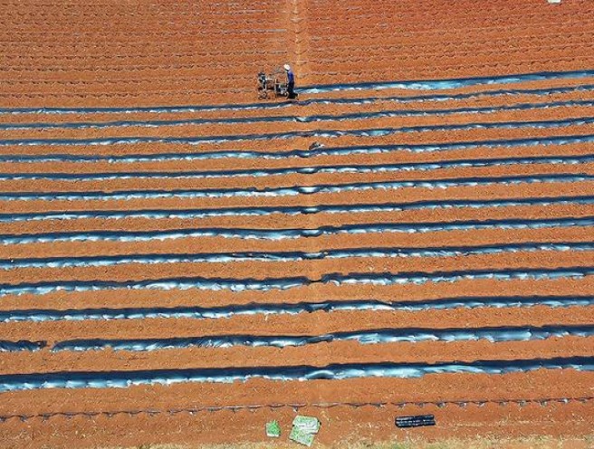 KOOL(Looped 5 超细支日版)价钱批发 KOOL(Looped 5 超细支日版)价格表一览 