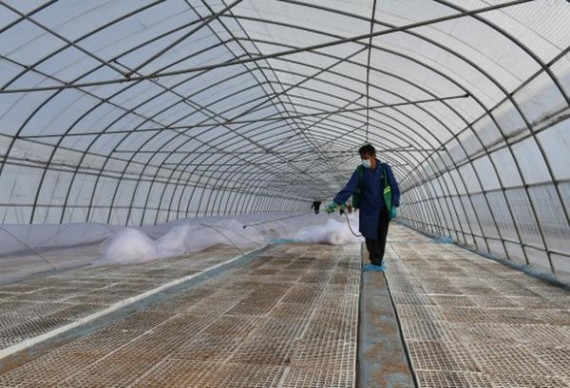 娇子(雅韵天娇)多少钱一盒2025？娇子(雅韵天娇)批发价格是多少？