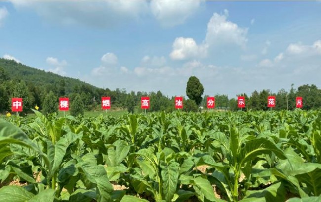 细探！国宾硬蓝香烟的市场价格解析