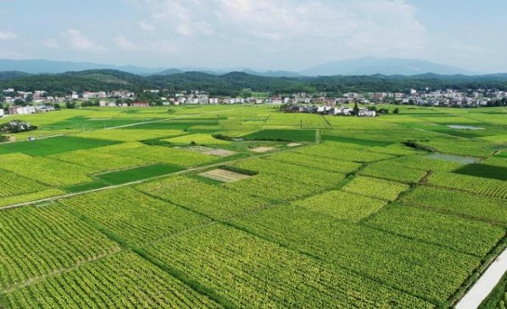 精选！红双喜百年龙凤圆角包云霄烟的进货秘密