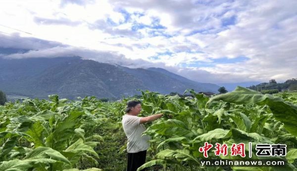 红金龙(硬金爱你)多少钱一盒？红金龙(硬金爱你)香烟正品价格表 