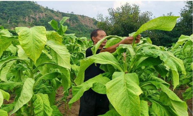 白沙(硬红运当头中支)总仓批发，白沙(硬红运当头中支)多少钱一包2024？