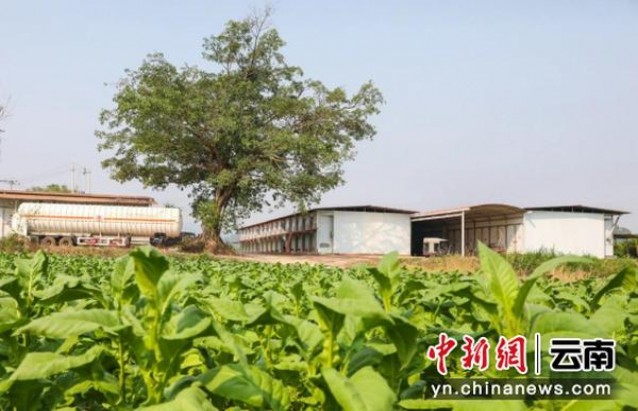 深入解析！泰山雪豹细支烟民真实体验,一手货源深度剖析