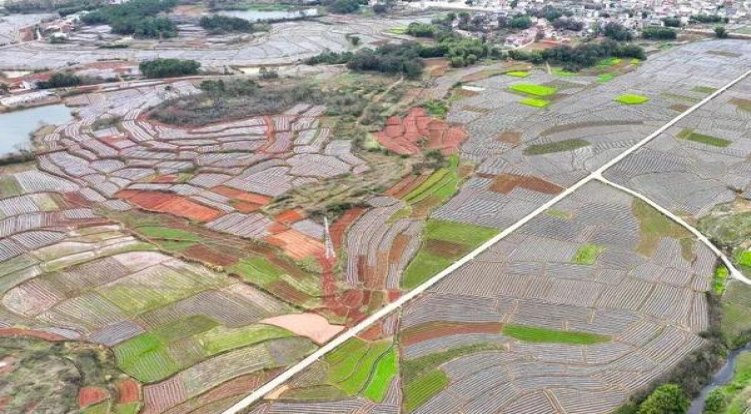 LM苹果爆珠亚太免税版什么价格？LM苹果爆珠亚太免税版批发价格是多少？