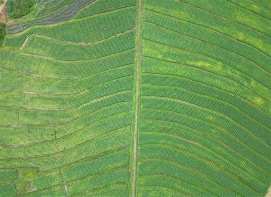 深入解析！庐山硬云霄烟的进货秘密