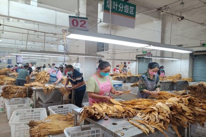 双头凤(软)图片及价格查询双头凤(软)多少钱一包2025？