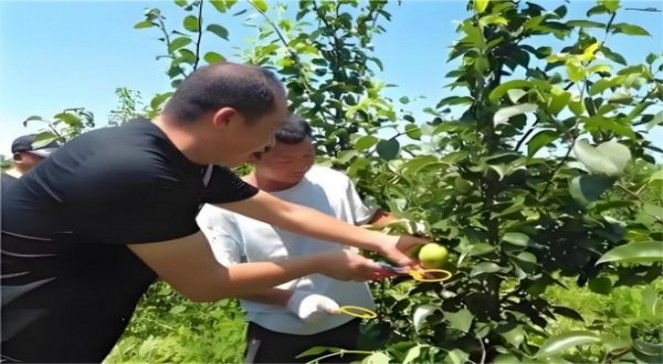 船长(奶油味)厂家直销，船长(奶油味)什么价格？