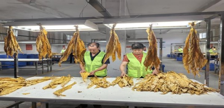 黄果树(典藏)价钱批发 黄果树(典藏)香烟价格表2025 