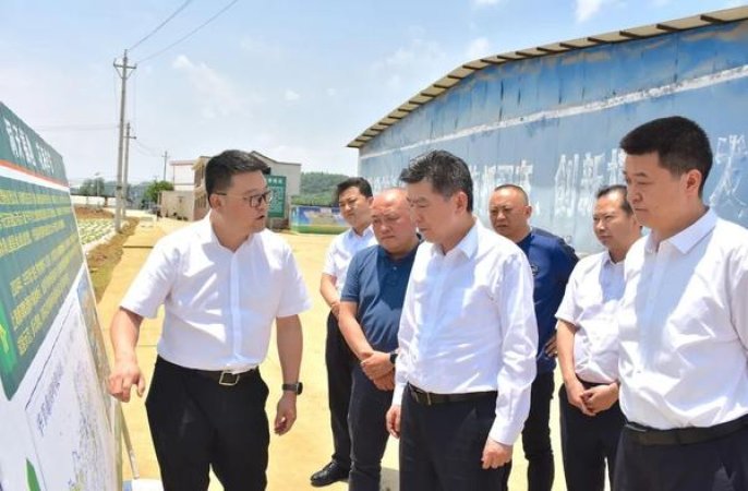 黄金叶(老道智慧)一手批发，黄金叶(老道智慧)价格查询
