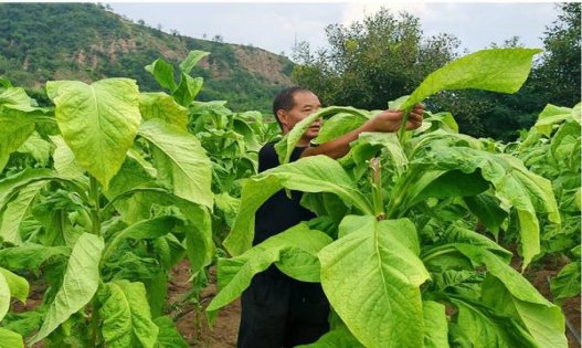 利群(硬阳光出口欧盟版)价格表图一览表 利群(硬阳光出口欧盟版)价钱批发 