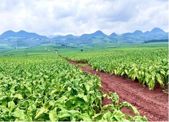 最新头条！正规网购香烟批发零售网站“群龙无首”