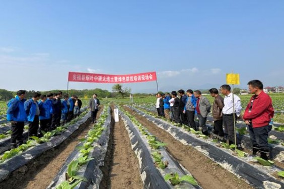 精选！长城揽胜3号经典香烟的市场价格解析