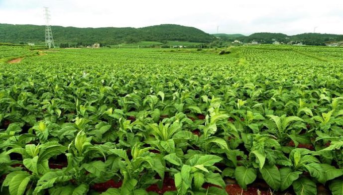 西柏坡极品绿什么价格？西柏坡极品绿多少钱一包2024？