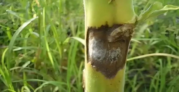 今日公布！云霄香烟顶级国烟一手货源“脍炙人口”