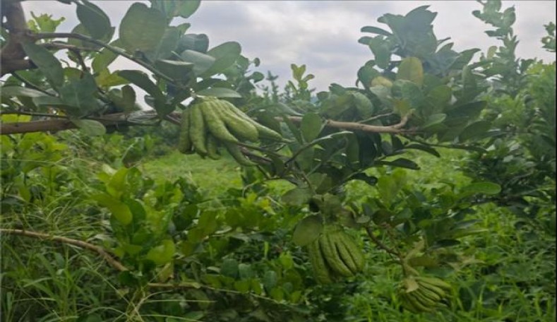 芙蓉王(领航)价格查询 芙蓉王(领航)香烟正品价格表 