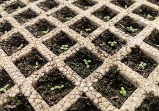 卡比龙硬白皇家细支俄罗斯版批发价格是多少？卡比龙硬白皇家细支俄罗斯版多少钱一盒？