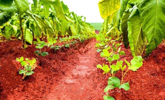 娇子(X生肖贵妃荔枝)拿货价格，娇子(X生肖贵妃荔枝)价格查询