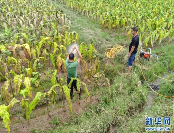 云斯顿(柔顺醇厚极淡味白)厂家直销，云斯顿(柔顺醇厚极淡味白)价钱批发