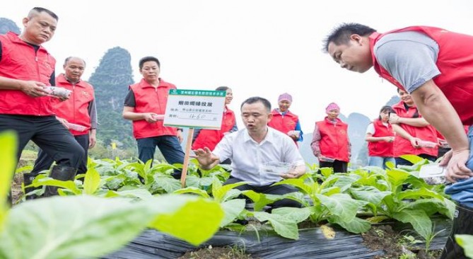 深度解析！红双喜经典1905中支香烟的市场现状