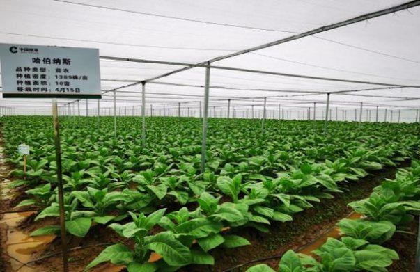 万宝路蓝莓爆珠港免版多少钱一盒2024？万宝路蓝莓爆珠港免版多少钱一盒2024？