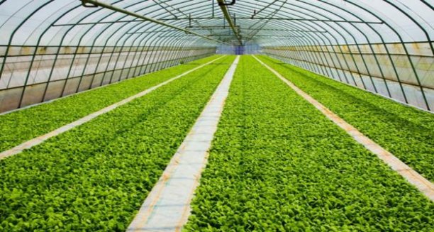 梅花王旗袍红多少钱一包2024？梅花王旗袍红批发价格是多少？