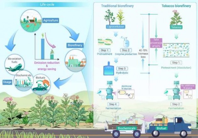 黑石草莓价格表和图片黑石草莓多少钱一包2024？