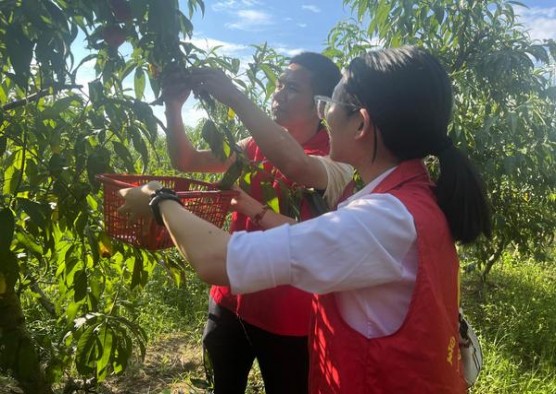 三五(金.新版)拿货价格，三五(金.新版)什么价格？