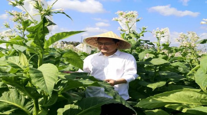 深入解析！长白山炫香烟的批发奥秘