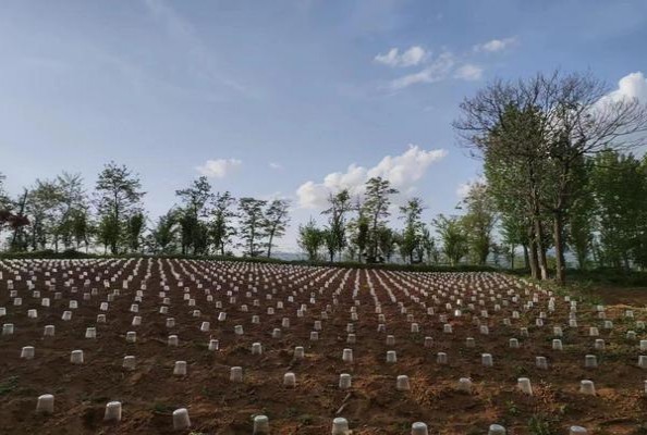 南京(红)厂家批发，南京(红)价格表和图片