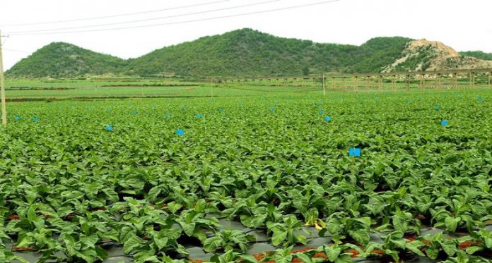 顺百利LP10一手批发，顺百利LP10香烟价格表2024