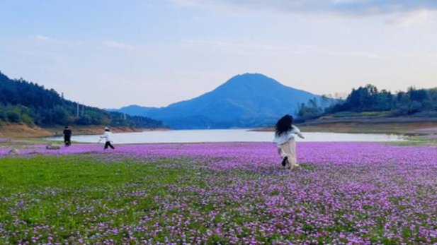 王冠万象批发价格是多少？王冠万象价格表和图片