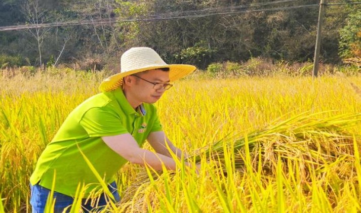 石林珍品价格表图一览表 石林珍品多少钱一盒？