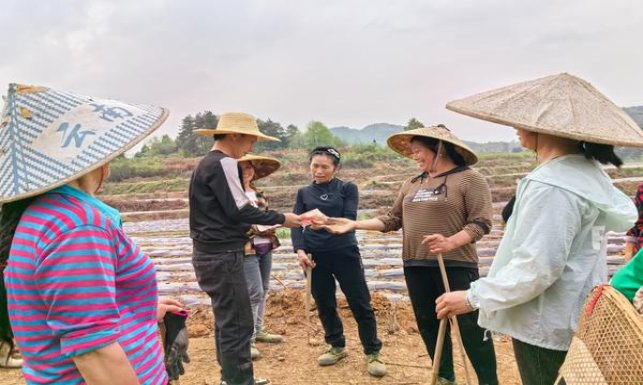 长城金南极苹果价钱批发 长城金南极苹果香烟价格表2024 