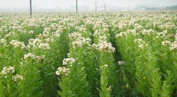 深度解析！牡丹硬10mg香烟的进货之道