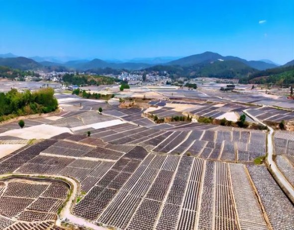 探索！黄鹤楼为了谁·海彩软短云霄烟选购全攻略,品牌甄选与安全购买指南