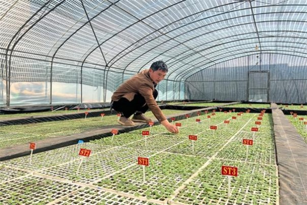 利群休闲多少钱一盒2024？利群休闲价格查询 