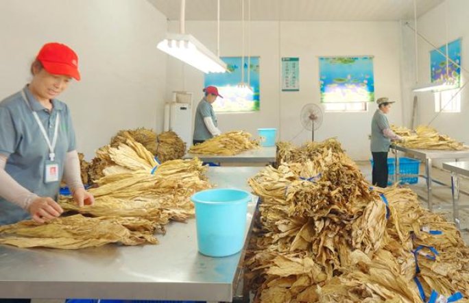 利群(长嘴韩免版)厂家直销，利群(长嘴韩免版)价格查询