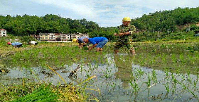 黄金叶天叶价格表图一览表 黄金叶天叶价格表和图片