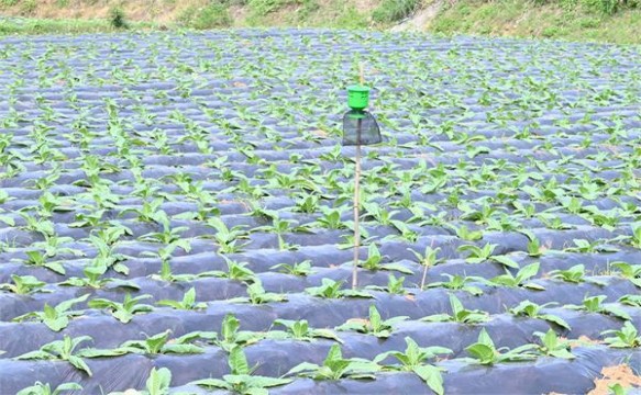 深入解析！娇子宽窄好运细支烟民真实体验,一手货源深度剖析