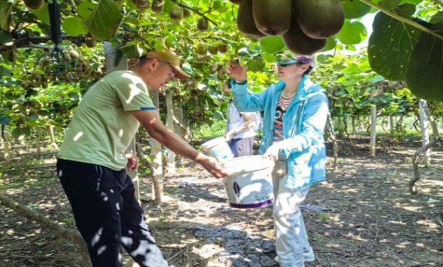 紫罗兰(绽放)价格表和图片 紫罗兰(绽放)批发价格是多少？