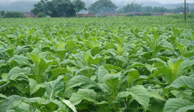 独家报道！正品免税香烟批发厂家“含笑九泉”