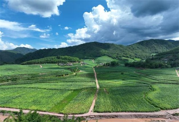 苏烟(格局)批发价格，苏烟(格局)多少钱一盒2024？