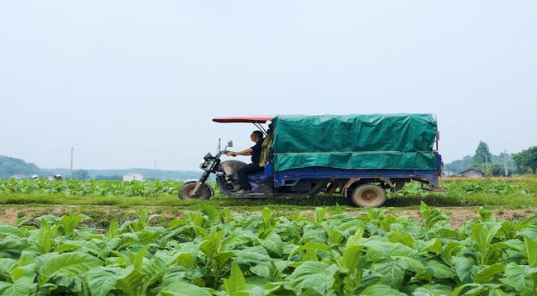 泰山(将军中支)批发价格，泰山(将军中支)多少钱一包？