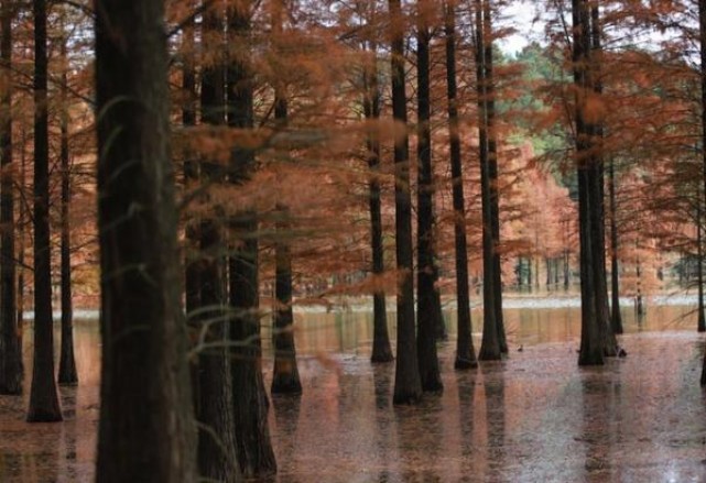 黄金叶(中华龙)厂家批发，黄金叶(中华龙)多少钱一包2024？