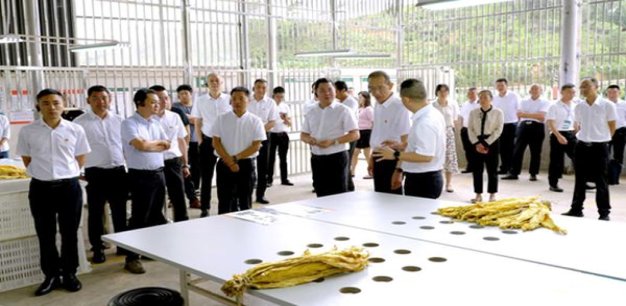 独家报道！国内如何买进口雪茄“青云直上”