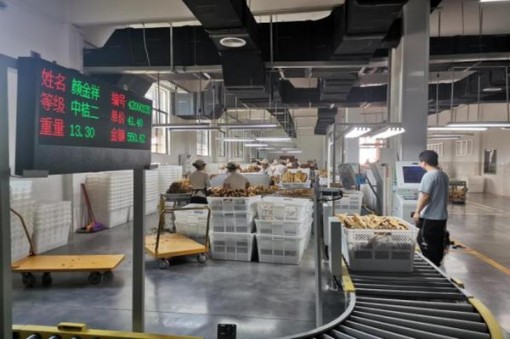 好彩蓝莓爆珠欧盟版香烟价格表2024 好彩蓝莓爆珠欧盟版多少钱一盒2024？