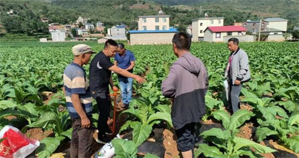 揭秘！王冠奶香10支烟民真实体验,一手货源深度剖析