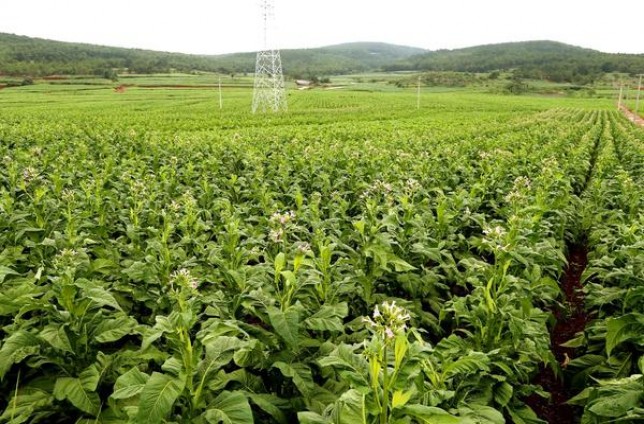 恒大(硬中支)一手价格，恒大(硬中支)多少钱一包？